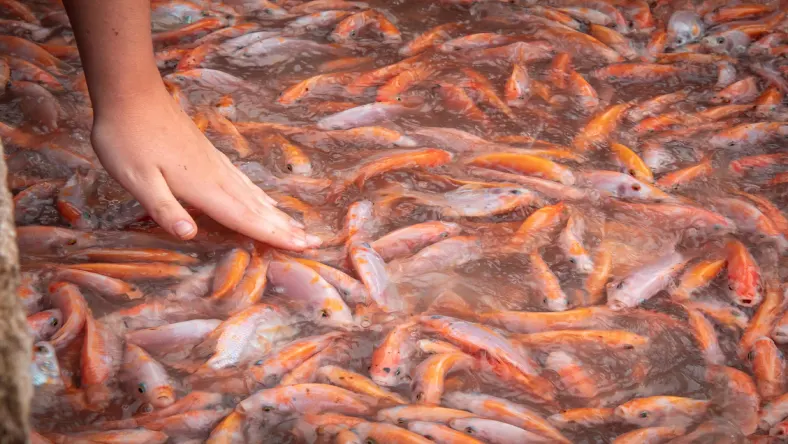 انواع ماهی پرورشی