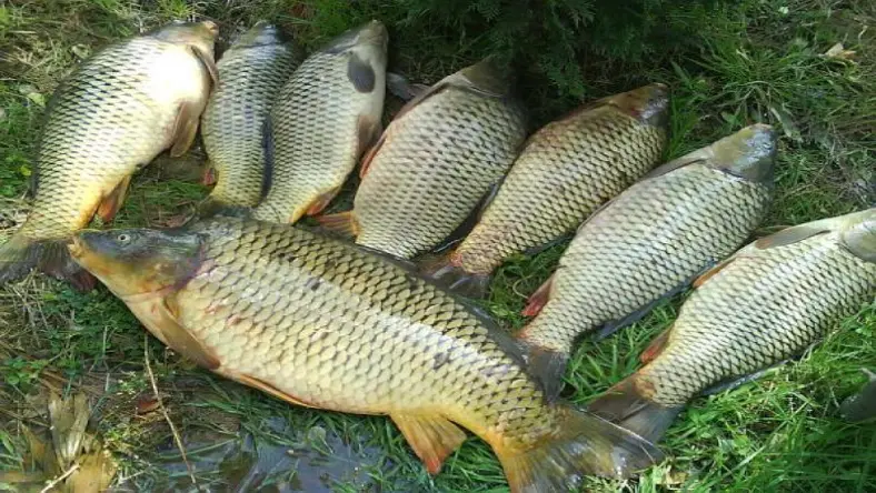 انواع ماهی گرمابی
