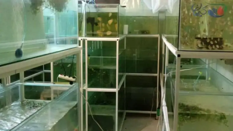سالن پرورش ماهی گوپی