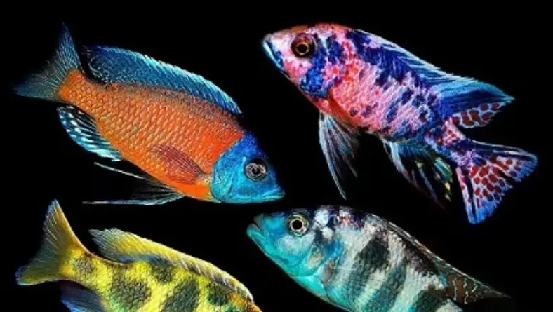 انواع ماهی سیچلاید با عکس