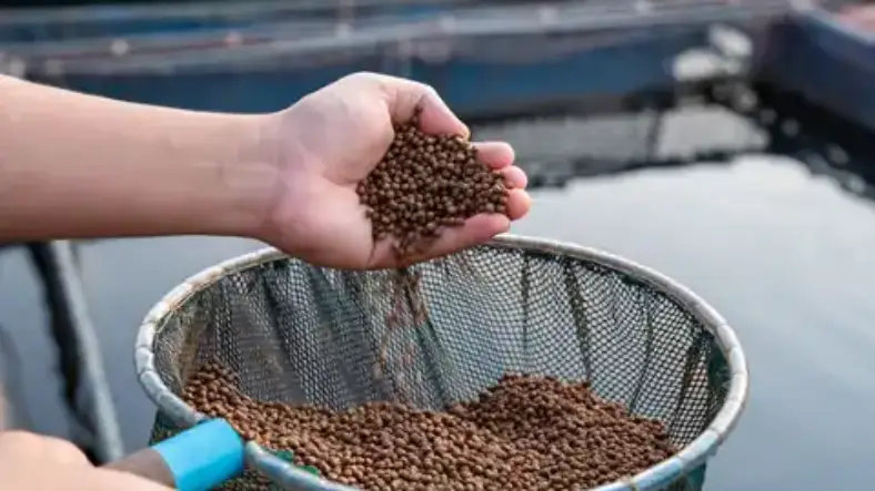 غذای ماهی کپور چیست