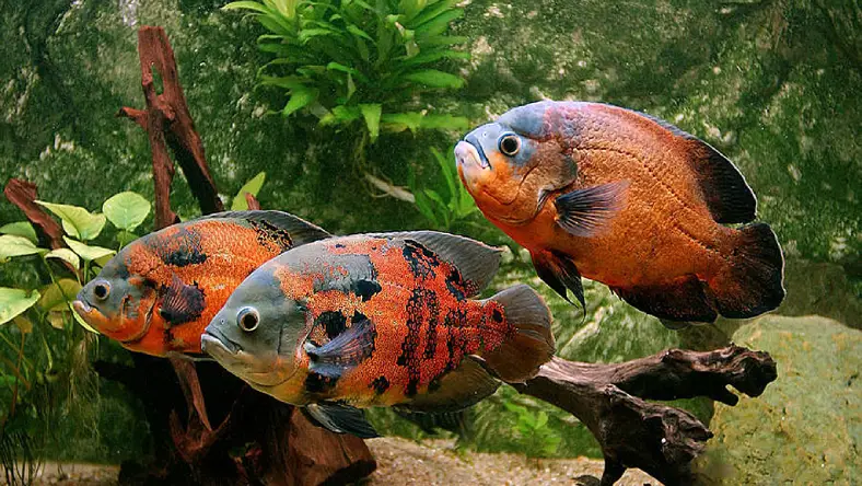 ماهی های سازگار با اسکار