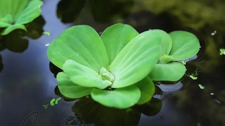کاهو برای ماهی کوی