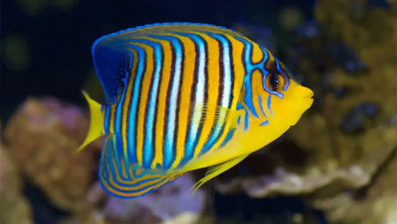 انواع ماهی زنده زا آکواریومی