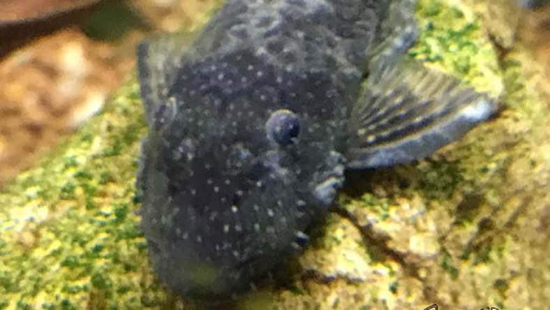 بیماری سفیدک ماهی لجن خوار