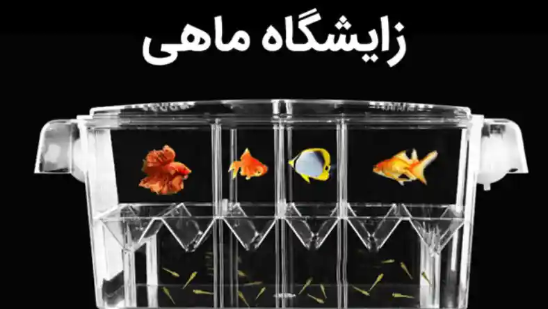 زایشگاه بچه ماهی