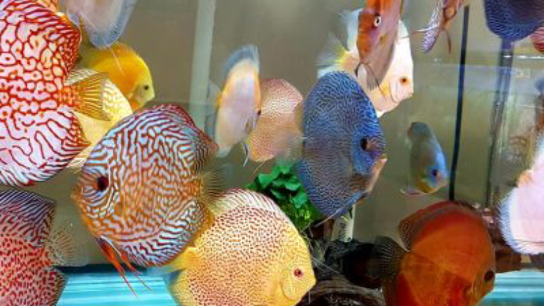 علت گوشه گیری ماهی دیسکس