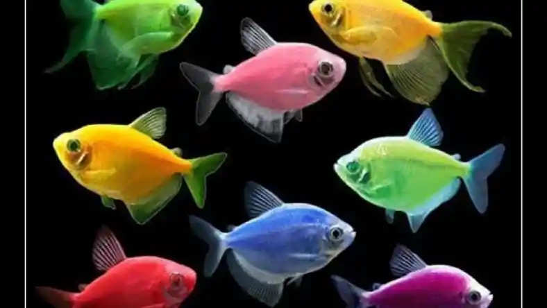 قیمت ماهی آکواریوم گیاه خوار