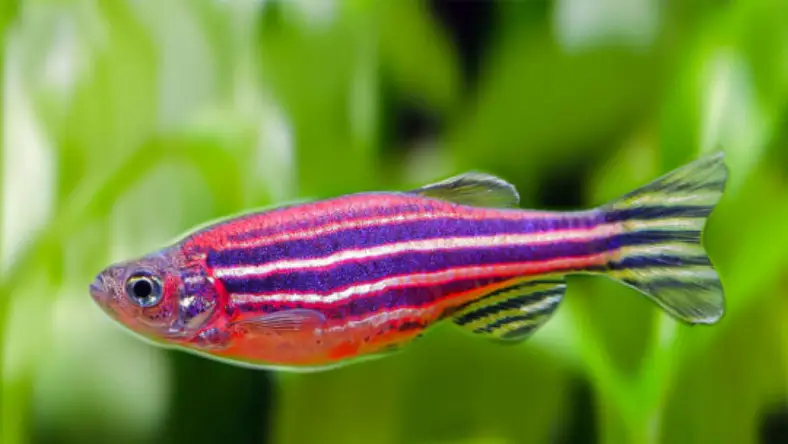 ماهی های زنده زا گیاه خوار