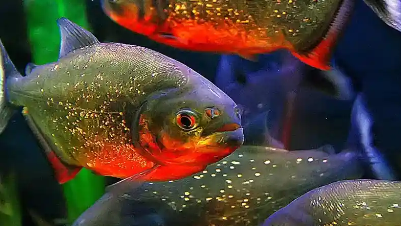 نگهداری ماهی گوشتخوار
