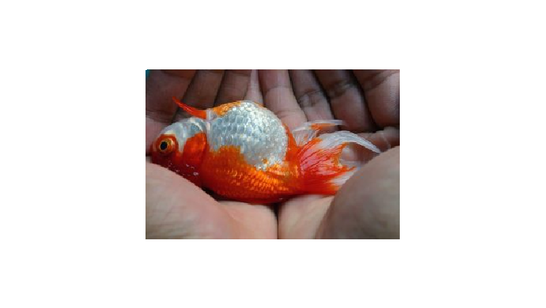 درمان ورم شکم ماهی قرمز