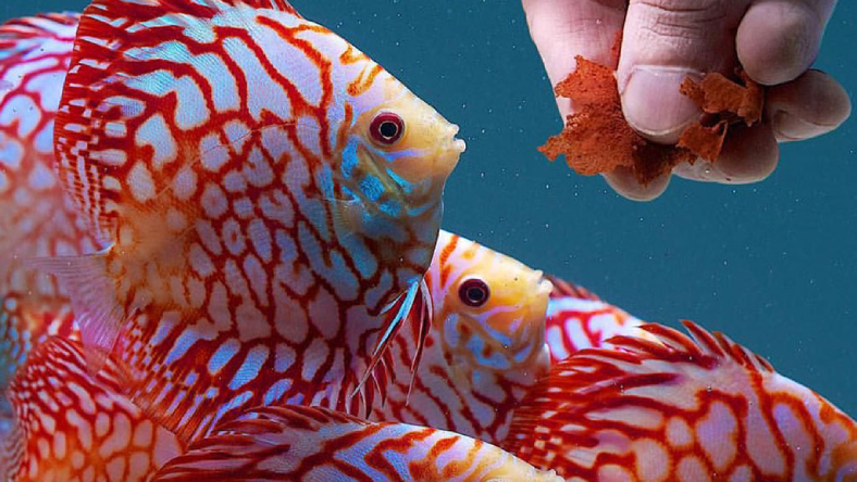 غذای ماهی چقدر است
