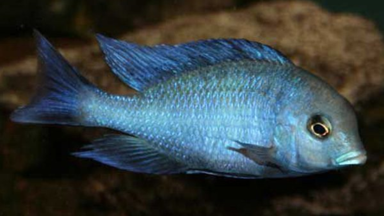 قیمت ماهی سر دلفینی