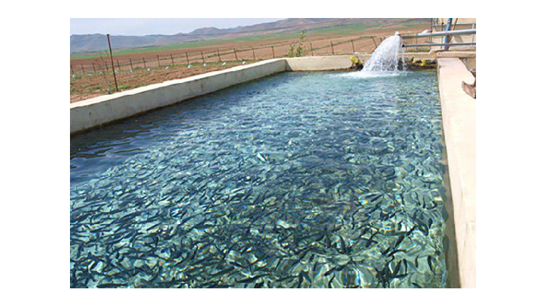 پرورش ماهی در استخر کشاورزی