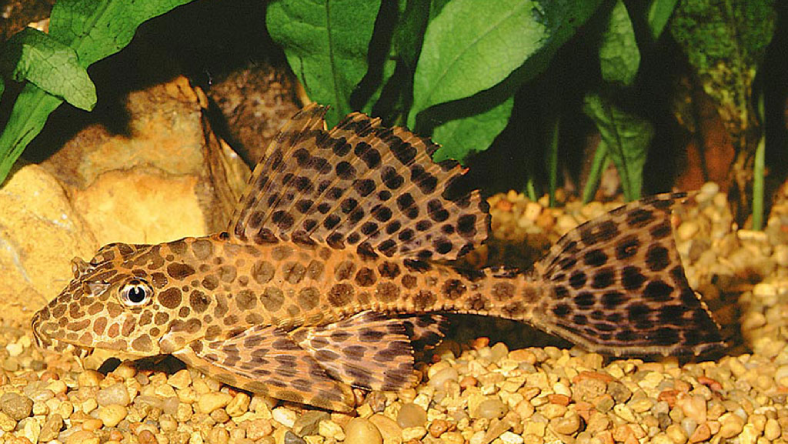 بچه ماهی لجن خوار