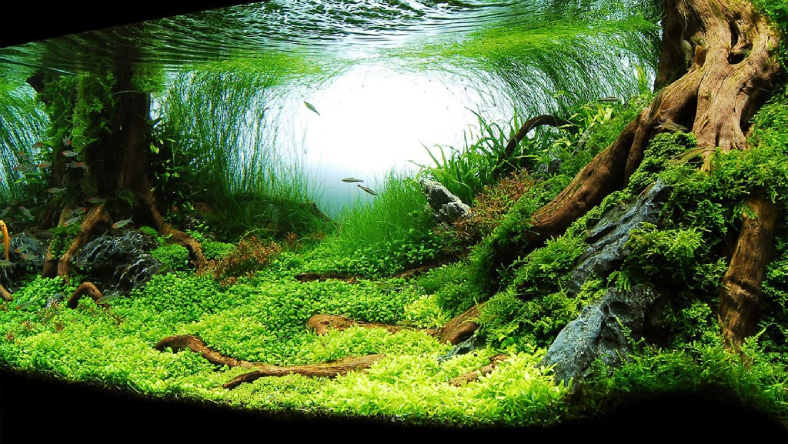 جایگزین خاک بستر آکواریوم