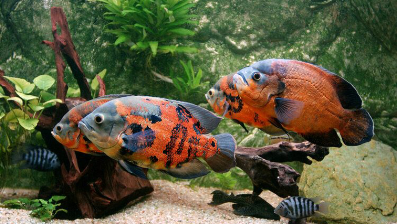 دمای آب آکواریوم برای ماهی اسکار