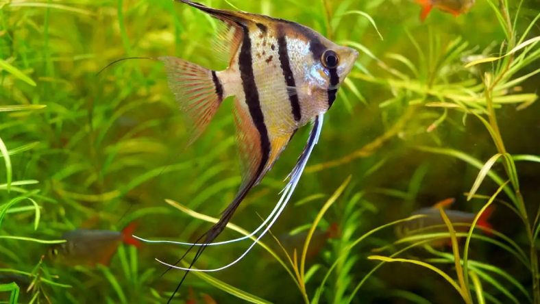 ماهی انجل گوشتخوار