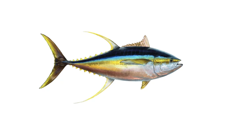 انواع ماهی تن