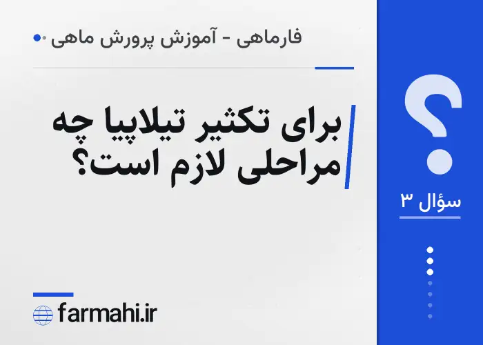 برای تکثیر تیلاپیا چه مراحلی لازم است؟