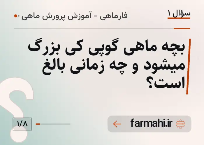 بچه ماهی گوپی کی بزرگ میشود و چه زمانی بالغ است؟
