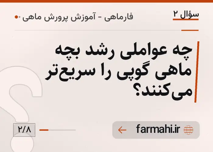 چه عواملی رشد بچه ماهی گوپی را سریع‌تر می‌کنند؟