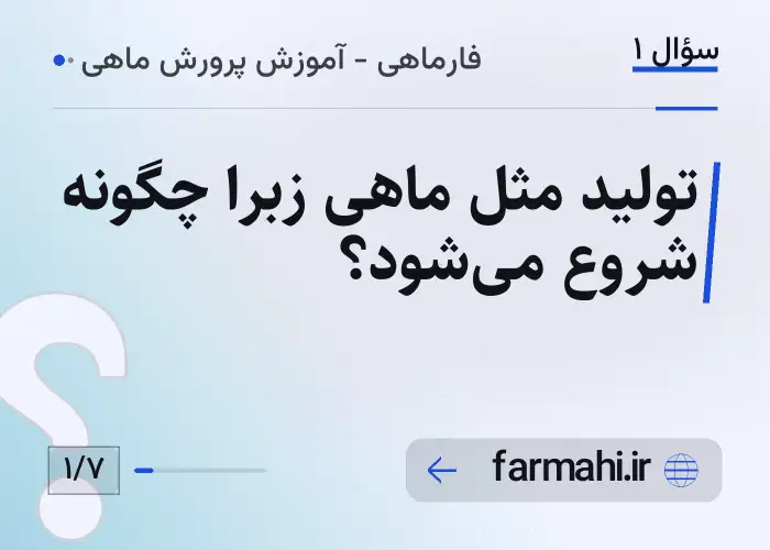 تولید مثل ماهی زبرا چگونه شروع می‌شود؟