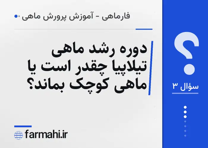 دوره رشد ماهی تیلاپیا چقدر است یا ماهی کوچک بماند؟