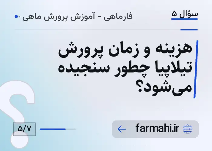 هزینه و زمان پرورش تیلاپیا چطور سنجیده میشود؟