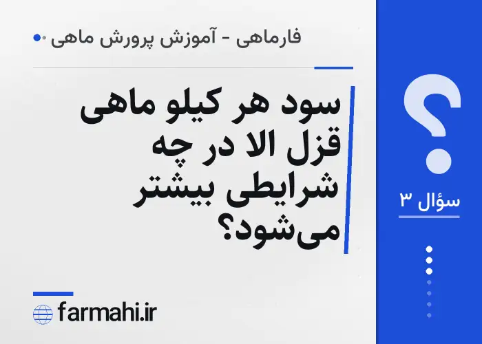 سود هر کیلو ماهی قزل الا در چه شرایطی بیشتر می‌شود؟