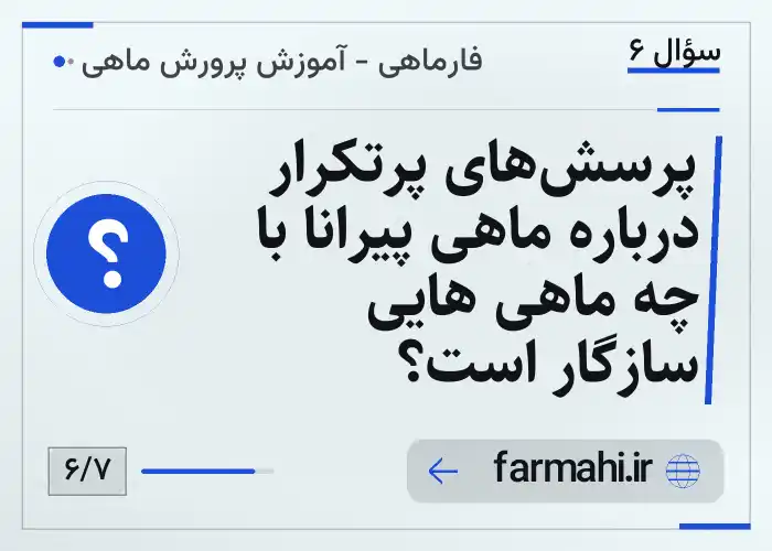 پرسش‌های پرتکرار درباره ماهی پیرانا با چه ماهی هایی سازگار است؟