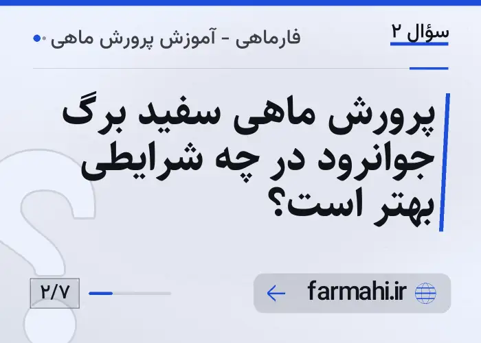 پرورش ماهی سفید برگ جوانرود در چه شرایطی بهتر است؟