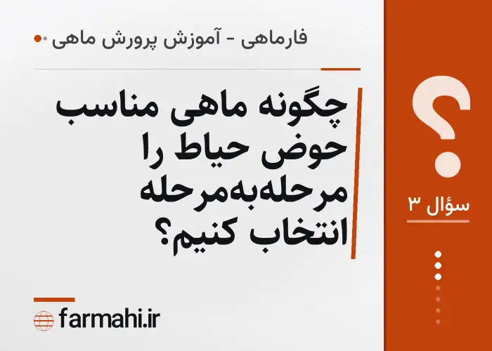 چگونه ماهی مناسب حوض حیاط را مرحله‌به‌مرحله انتخاب کنیم؟