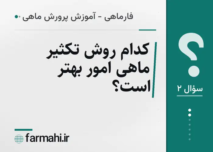 کدام روش تکثیر ماهی امور بهتر است؟