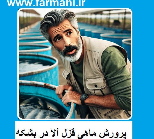 پرورش ماهی قزل آلا در بشکه