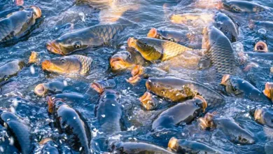 آموزش پرورش ماهی