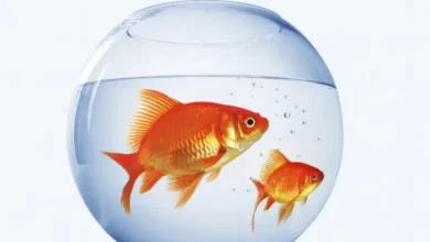 آنتی بیوتیک برای ماهی قرمز