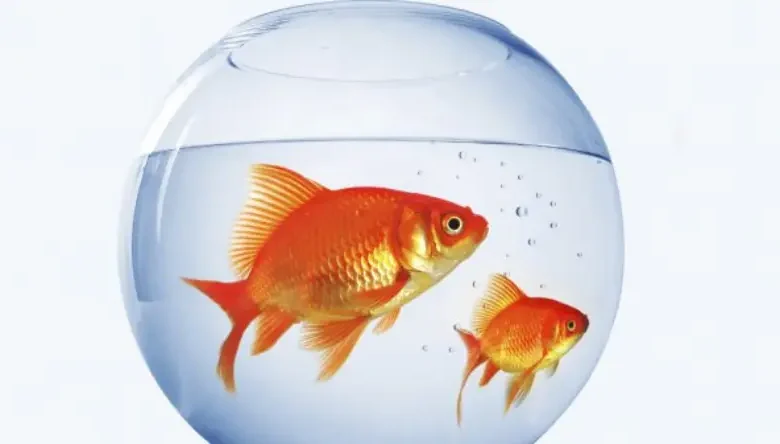 آنتی بیوتیک برای ماهی قرمز