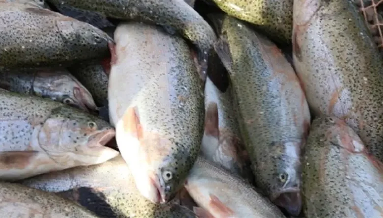 انواع ماهی سردابی