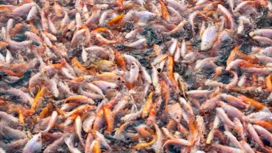 انواع ماهی پرورشی