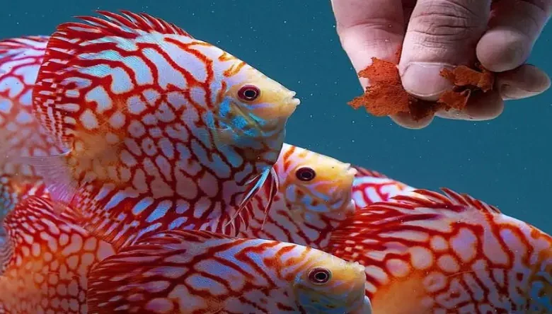 اکسی تتراسایکلین برای ماهی