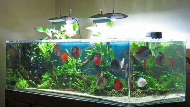 بهترین ماهی برای پرورش در خانه