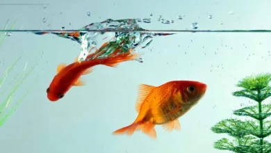 تخم ریزی ماهی آکواریومی