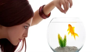 خرید غذای ماهی قرمز