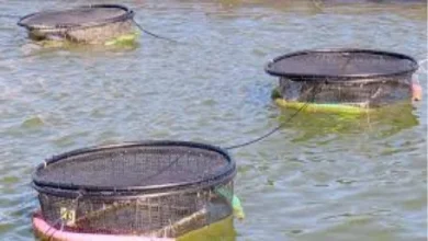 سرمایه لازم برای پرورش ماهی در قفس