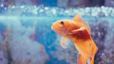 غذای ماهی خانگی