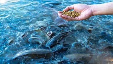 غذای ماهی در دریا چیست