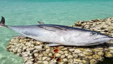 ماهی ویر چیست