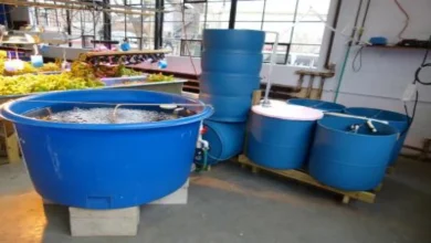 هزینه مجوز پرورش ماهی
