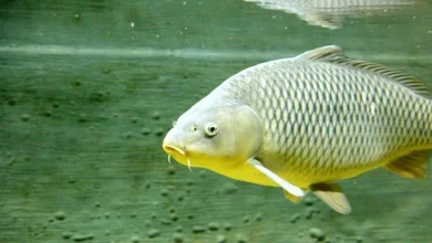 وزن ماهی کپور پرورشی